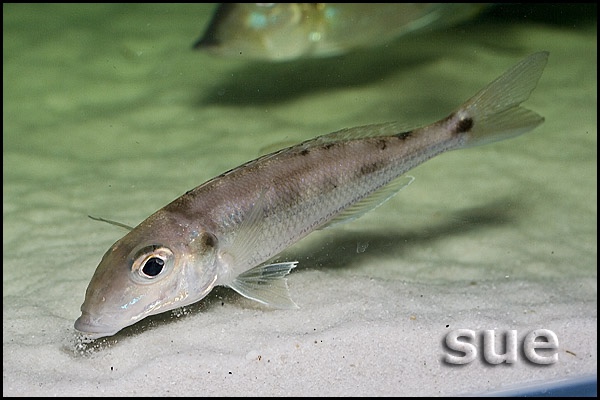 Grammatotria lemairii 'Katete'